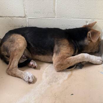 Shepherd and Mixed Breed Dogs Available for Adoption in Tuscaloosa, Alabama - TUSC-Stray-84371 | PetCurious