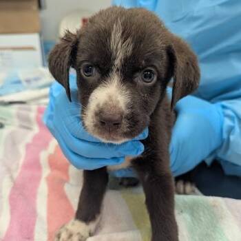 Zeny -  Mixed Breed Dog for Adoption in West Palm Beach, Florida - Zeny | PetCurious