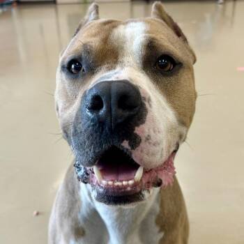 Gucci -  Pit Bull Terrier Dog for Adoption in Des Moines, Iowa - Gucci | PetCurious