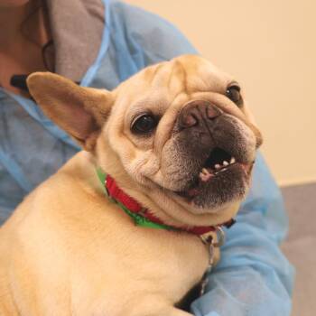 Ada -  French Bulldog Dog for Adoption in Briarcliff Manor, New York - Ada | PetCurious
