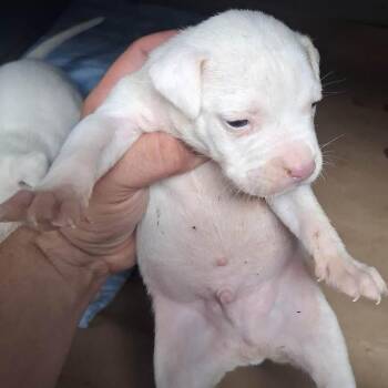 Chai (p) -  English Bulldog and Mixed Breed Dog for Adoption in New York, New York - Chai (p) | PetCurious