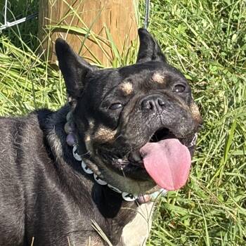 Pippa -  French Bulldog Dog for Adoption in Thibodaux, Louisiana - Pippa | PetCurious