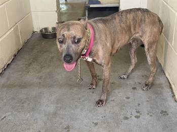 Rescue Pit Bull Terrier Dogs for Adoption in Ocala, Florida - A368438 | PetCurious