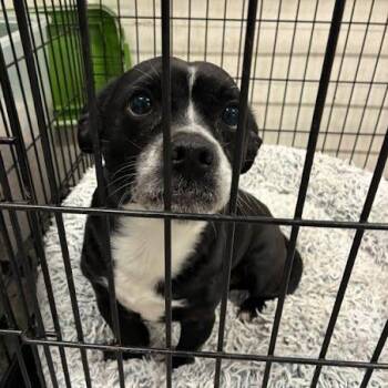 Milo -  Mixed Breed Dog for Adoption in Jeffersonville, Indiana - Milo | PetCurious