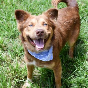 Herbie -  Australian Cattle Dog Blue Heeler Dog for Adoption in Beaumont, Texas - Herbie | PetCurious