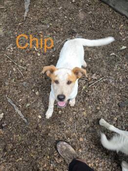 Chip -  Australian Shepherd Dog for Adoption in Zimmerman, Minnesota - Chip | PetCurious