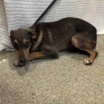 IVHS-Stray-142461 -  Shepherd Dog for Adoption in San Gabriel, California - IVHS-Stray-142461 | PetCurious
