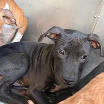 Lexis -  Terrier Dog for Adoption in Greensboro, North Carolina - Lexis | PetCurious