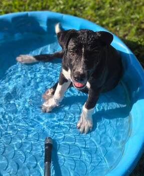 Rescue Mixed Breed Dogs for Adoption in Conroe, Texas - Bobby | PetCurious