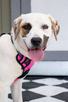Rue -  Mixed Breed Dog for Adoption in Savage, Minnesota - Rue | PetCurious