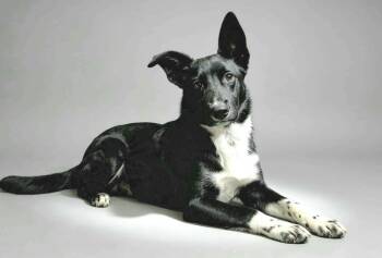 Kay Kay -  Border Collie Dog for Adoption in Aurora, Colorado - Kay Kay | PetCurious