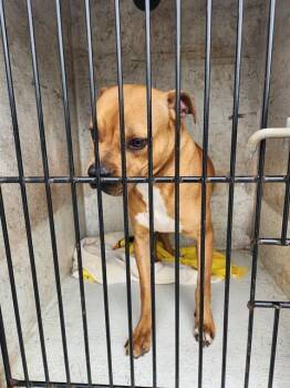 Boxer and Mixed Breed Dogs Available for Adoption - PHARELL | PetCurious