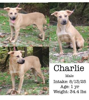 Rescue Mixed Breed Dogs for Adoption in Staffordsville, Kentucky - Charlie | PetCurious