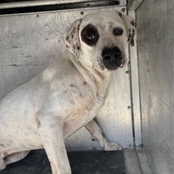 Leonardo -  Pit Bull Terrier and Mixed Breed Dog for Adoption in Edinburg, Texas - Leonardo | PetCurious