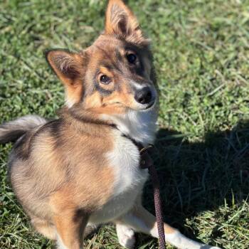 Dip -  Collie and Mixed Breed Dog for Adoption in York, Pennsylvania - Dip | PetCurious