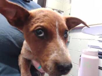 KAYLEE -  Pit Bull Terrier and Mixed Breed Dog Available for Adoption in Tulsa, Oklahoma - KAYLEE | PetCurious