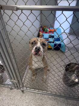 Terrier and Mixed Breed Dogs Available for Adoption - Koba | PetCurious