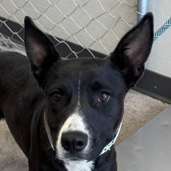 Biscuit -  Mixed Breed Dog for Adoption in Las Cruces, New Mexico - Biscuit | PetCurious