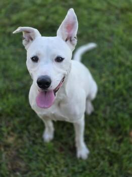 Coconut -  Australian Cattle Dog Blue Heeler and Pit Bull Terrier Dog for Adoption in Manteca, California - Coconut | PetCurious