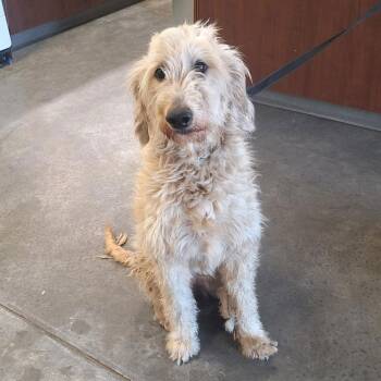 Golden Retriever and Standard Poodle Dogs Available for Adoption - Twinkie | PetCurious