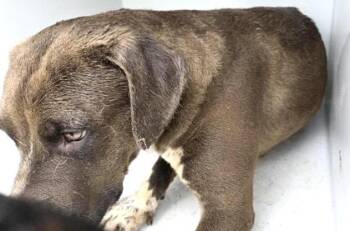 Labrador Retriever and Mixed Breed Dogs Available for Adoption in Houston, Texas - GENESIS | PetCurious