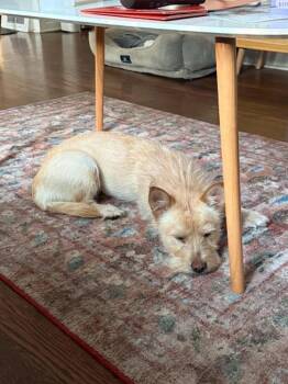 Midge -  Terrier Dog for Adoption in Boulder, Colorado - Midge | PetCurious