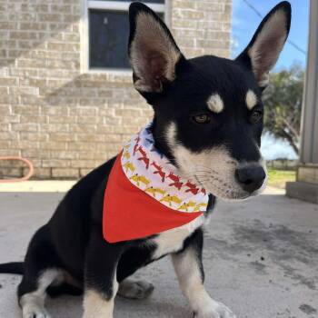 Husky Dogs Available for Adoption - Riot | PetCurious