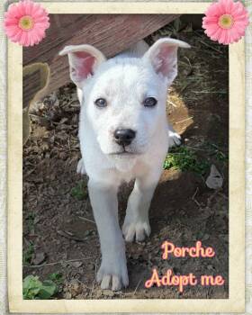 Bulldog and Pit Bull Terrier Dogs Available for Adoption - Porche | PetCurious