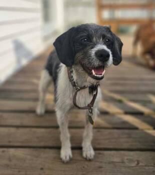 Miki -  Terrier Dog for Adoption in Albany, New York - Miki | PetCurious