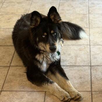 Husky and Shepherd Dogs Available for Adoption in Buffalo, Minnesota - Huckleberry | PetCurious
