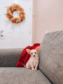 Goose -  Chihuahua and Chiweenie Dog for Adoption in Goodyear, Arizona - Goose | PetCurious