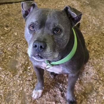 Blu -  American Staffordshire Terrier Dog for Adoption in Mooresville, Indiana - Blu | PetCurious