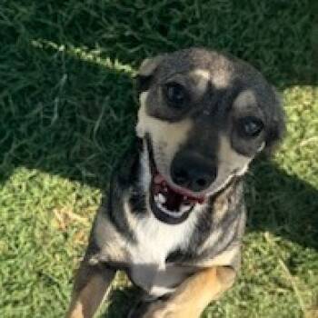 Rescue Chihuahua Dogs for Adoption in Midland, Texas - Blackie | PetCurious