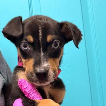 Helen -  Hound Dog for Adoption in Columbus, Georgia - Helen | PetCurious