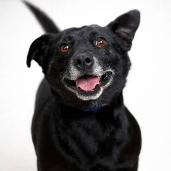 Mack -  Mixed Breed Dog Available for Adoption in Hondo, Texas - Mack | PetCurious