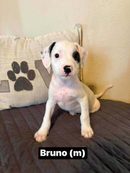 Bruno -  Boxer and Terrier Dog for Adoption in Salamanca, New York - Bruno | PetCurious