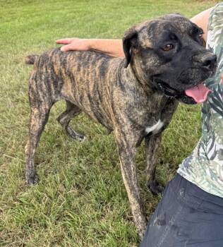 Maxie -  Mastiff Dog for Adoption in Troy, Alabama - Maxie | PetCurious