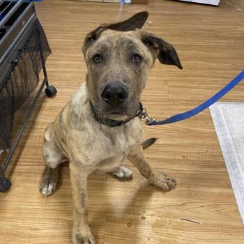 Shaq -  Great Dane and Shepherd Dog for Adoption in Grand Junction, Colorado - Shaq | PetCurious