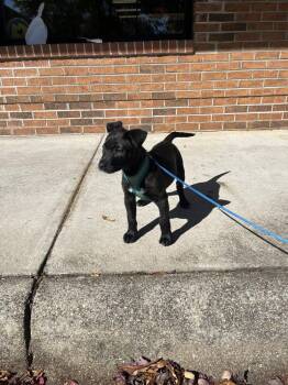 Sturgill -  Terrier Dog for Adoption in Candler, North Carolina - Sturgill | PetCurious