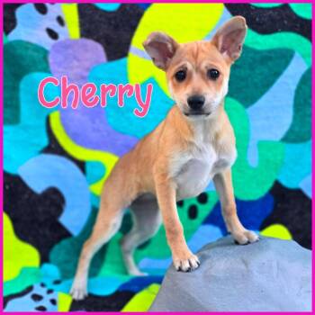 Mixed Breed Dogs Available for Adoption in Joliet, Illinois - Cherry | PetCurious