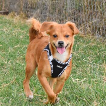 Rescue Chihuahua and Papillon Dogs for Adoption in Warren, Rhode Island - Caramel | PetCurious