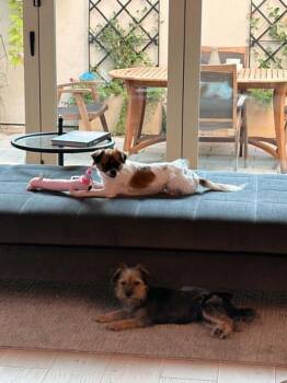 Betty -  Pekingese and Spaniel Dog for Adoption in Boulder, Colorado - Betty | PetCurious