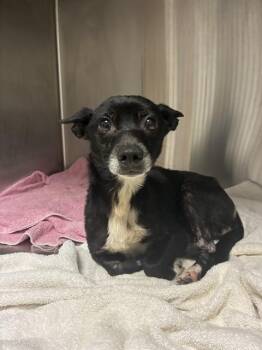 BLUEBERRY -  Chihuahua Dog for Adoption in Ocala, Florida - BLUEBERRY | PetCurious