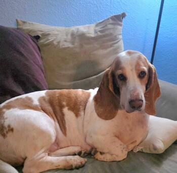 Rescue Basset Hound Dogs for Adoption in Columbia, South Carolina - LuLu | PetCurious