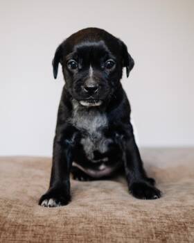 Pug and Terrier Dogs Available for Adoption in Simsbury, Connecticut - Miller | PetCurious