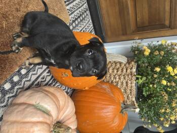 Rescue Australian Cattle Dog Blue Heeler Dogs for Adoption in Clinton, Washington - Harley | PetCurious