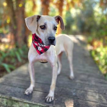 Jack Skellington -  Hound and Mixed Breed Dog for Adoption in Port Charlotte, Florida - Jack Skellington | PetCurious