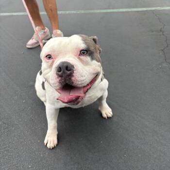Mr. Handsome -  Bulldog Dog for Adoption in Tustin, California - Mr. Handsome | PetCurious