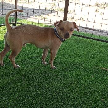 Ezra -  Chihuahua and Pug Dog for Adoption in Albuquerque, New Mexico - Ezra | PetCurious