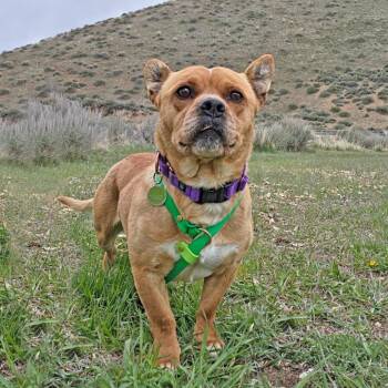 Mixed Breed Dogs Available for Adoption in Hailey, Idaho - Short Stack | PetCurious